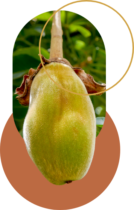Fruit du Baobab, également appelé "Pain de Singe"
